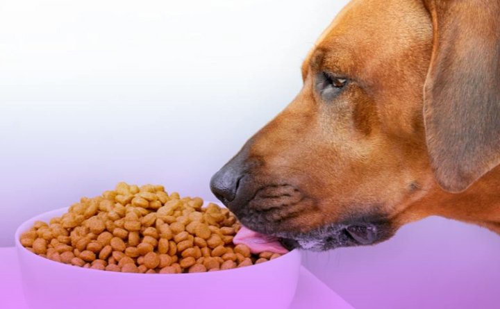 غذای خشک سگ