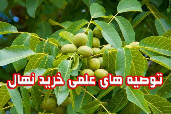 راهنمای خرید نهال